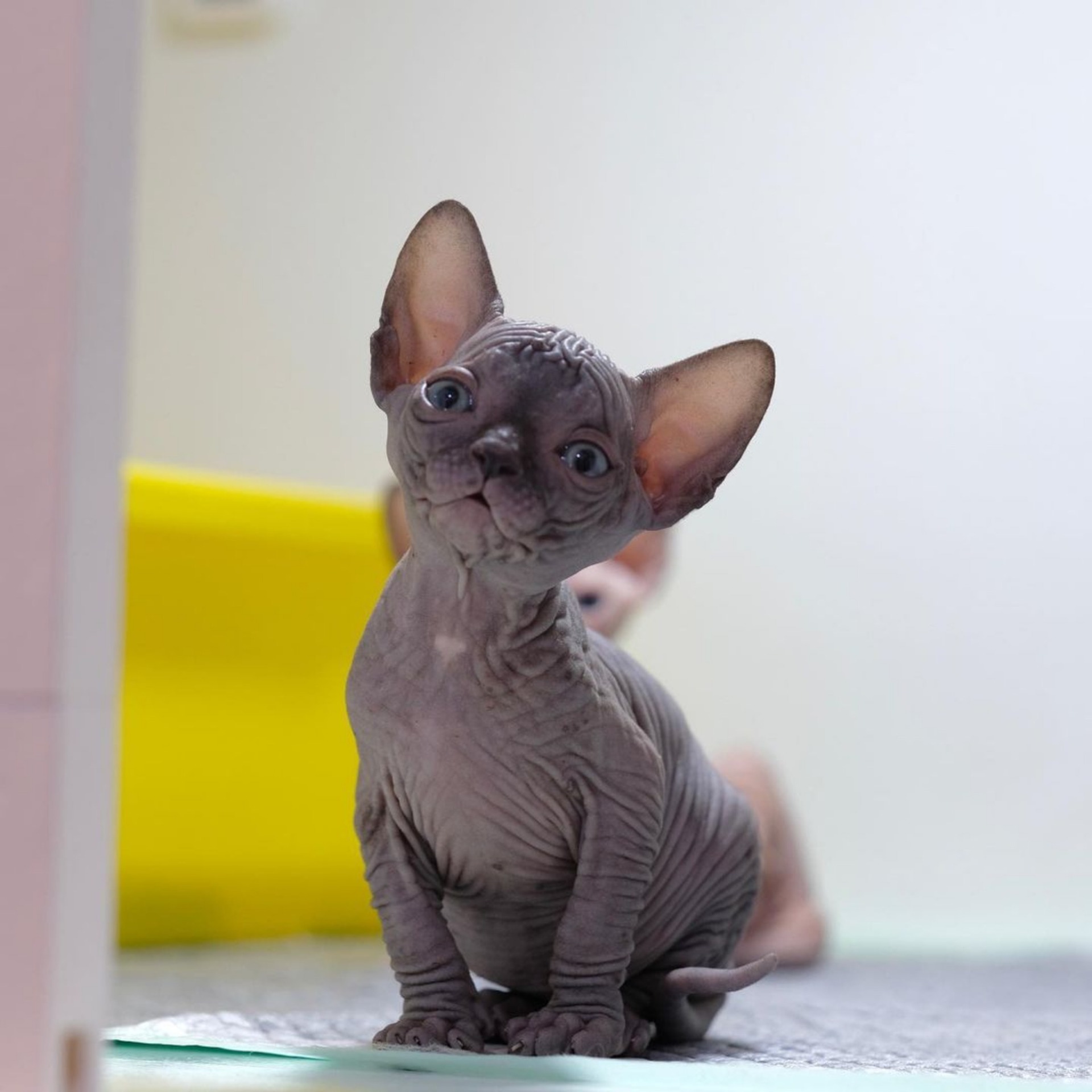 Sphynx Kittens For Sale Philadelphia 74 - 78w84zz