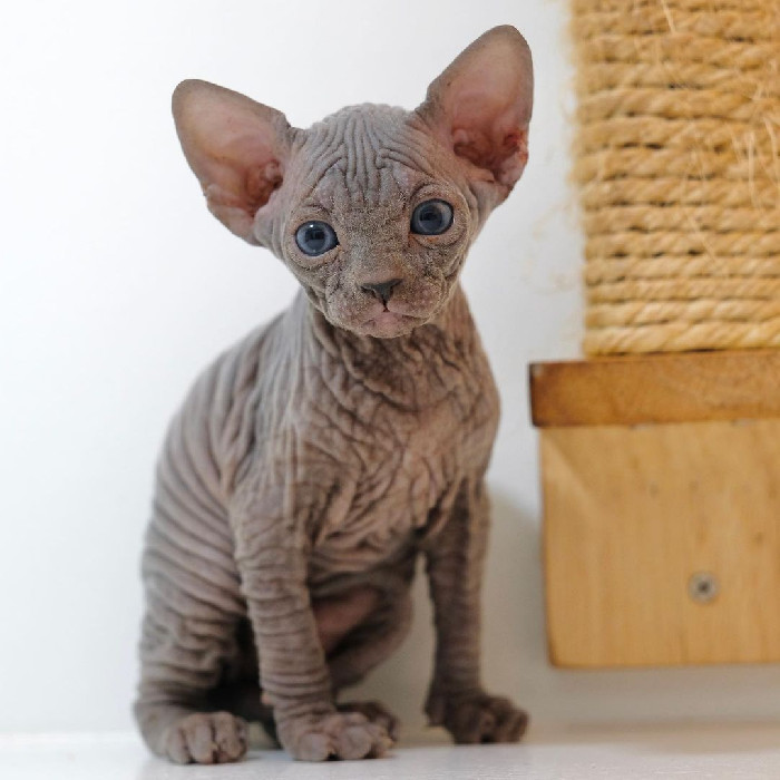 Sphynx Cat Cat Expensive Breed Black Sphynx Cat Price Closeup
